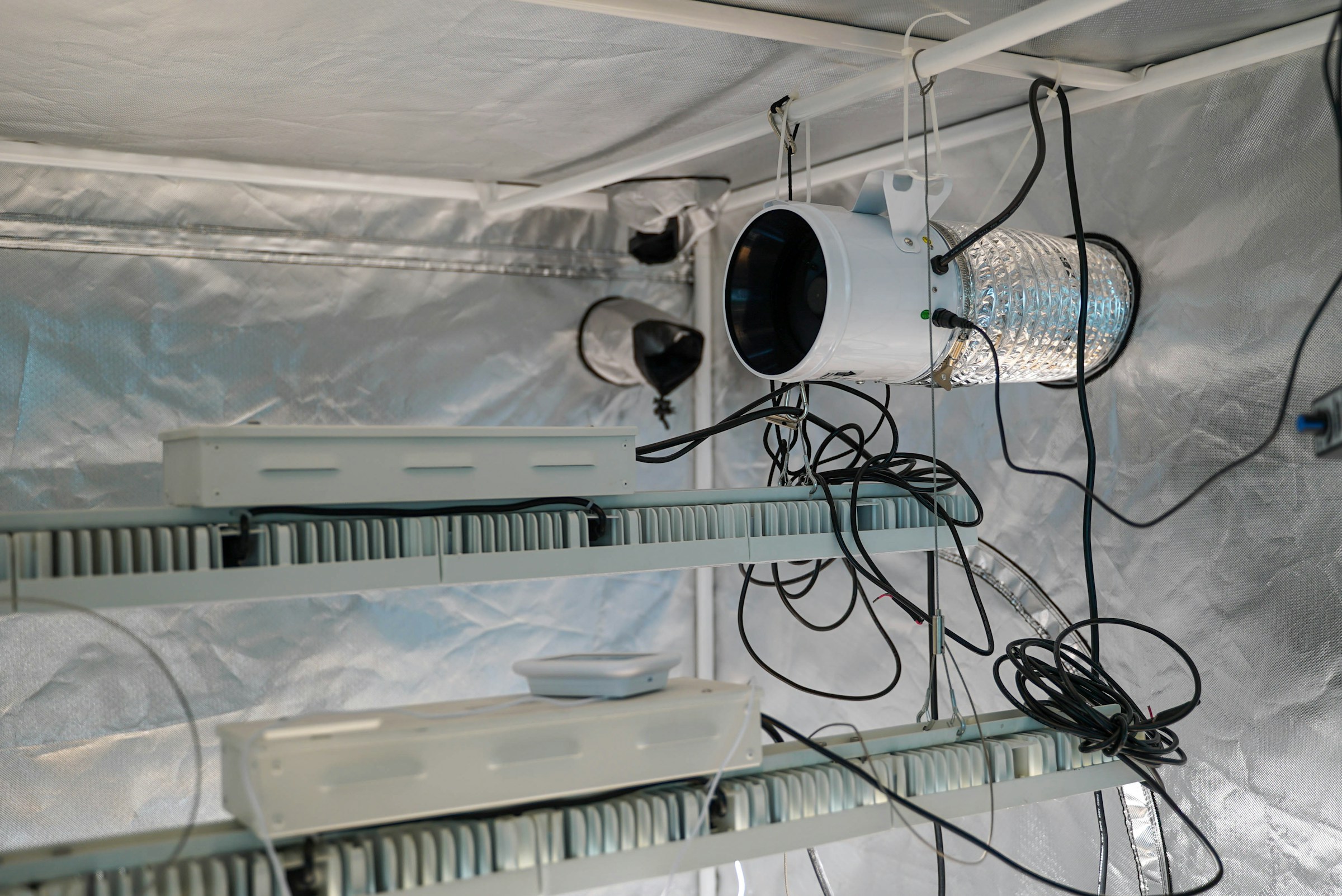 گیاه در تراریوم شیشه‌ای با نور